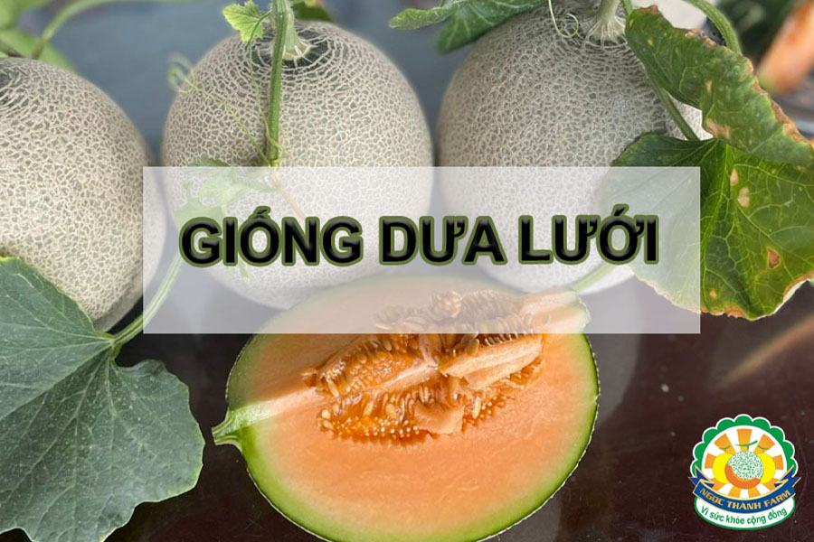 Kỹ thuật trồng dưa lưới năng suất cao 