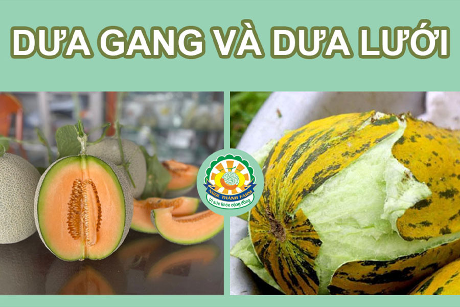 phan-biet-dua-gang-va-dua-luoi-don-gian