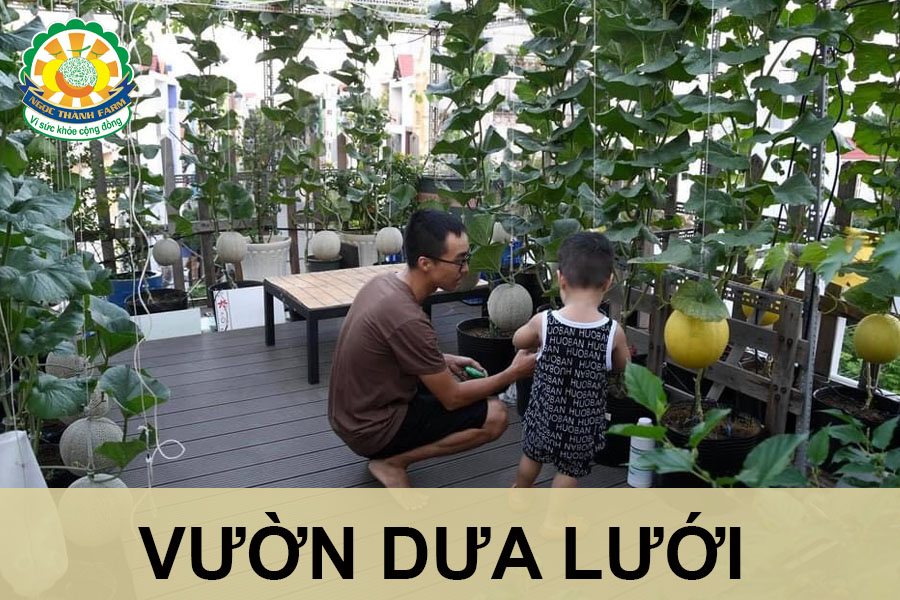 vuon-dua-luoi