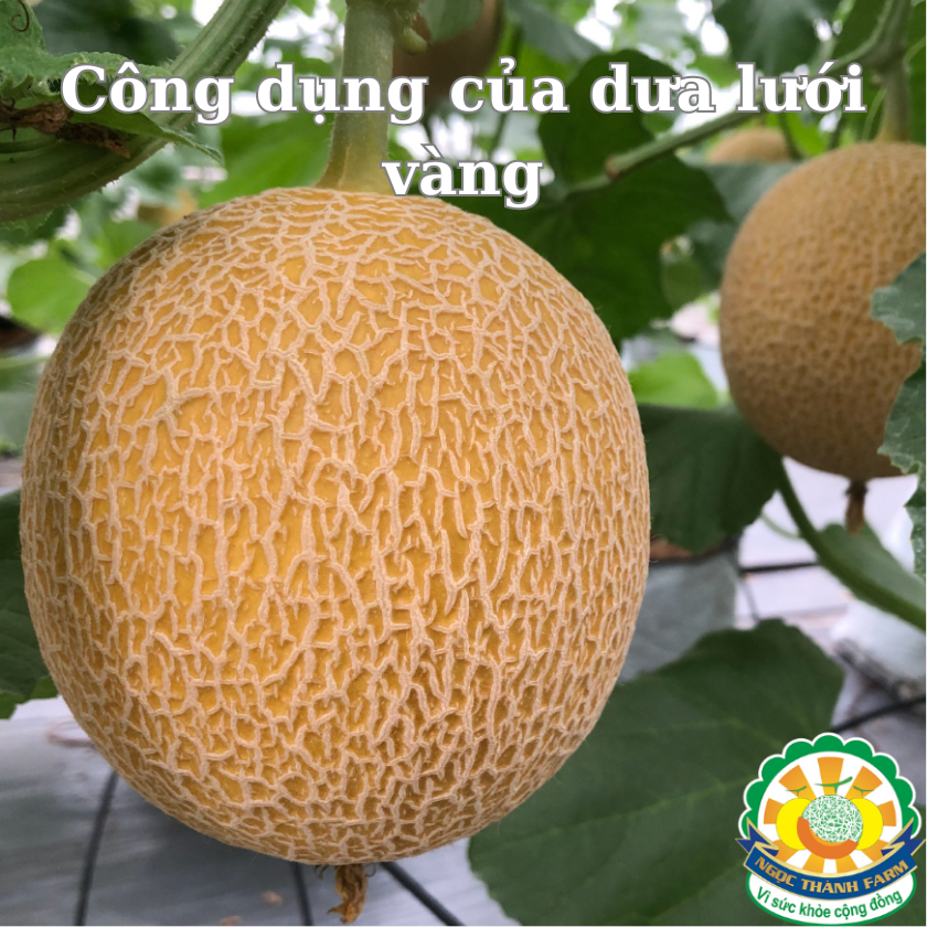 Công dụng của dưa lưới vàng