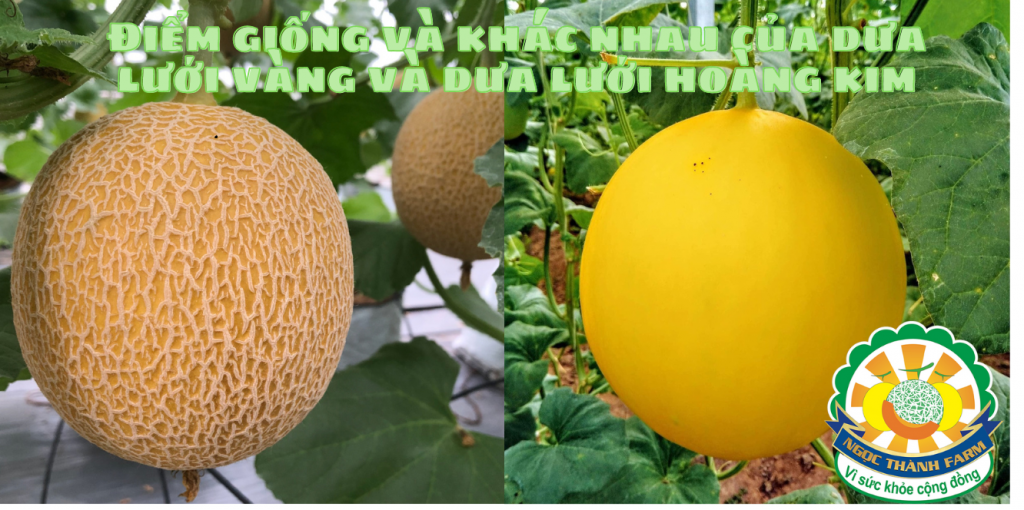 Dưa lưới vàng và dưa lưới hoàng kim