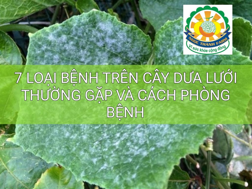 Tổng hợp các loại bệnh trên cây dưa lưới