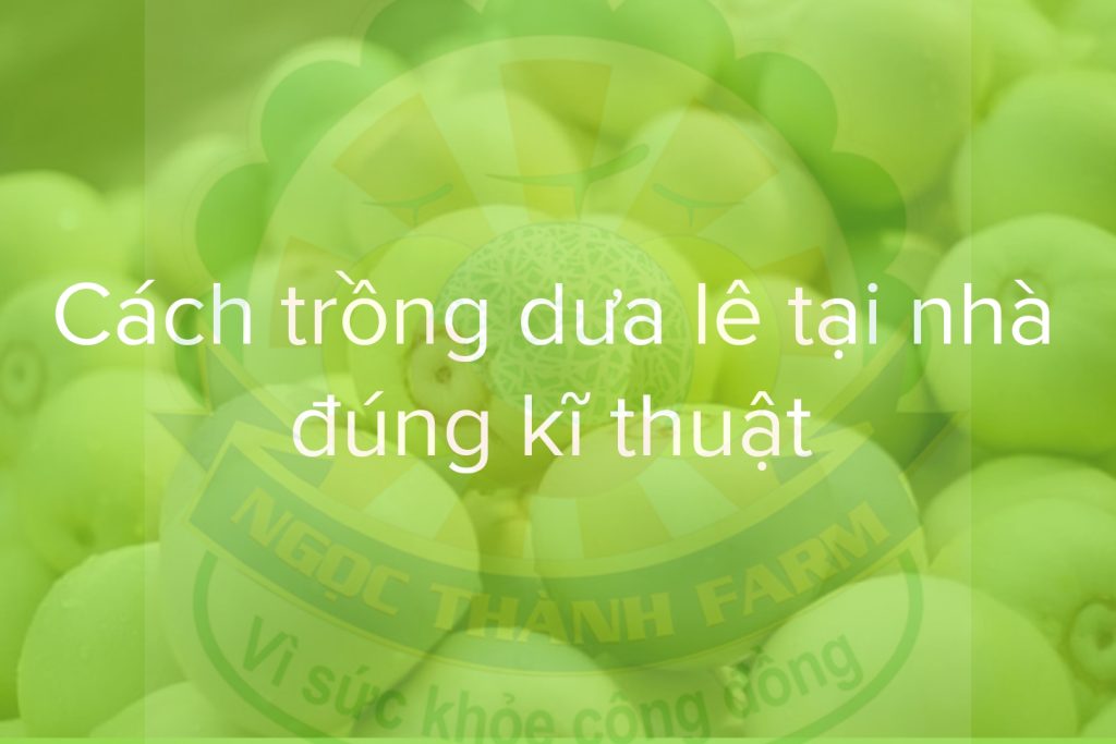 trồng dưa lê đúng kĩ thuật